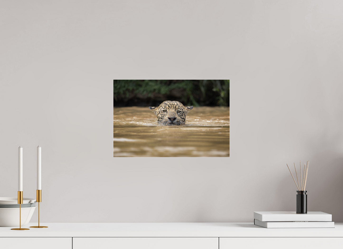 A wild jaguar (Panthera onca) swims across the murky waters of the Pantanal, Brazil
