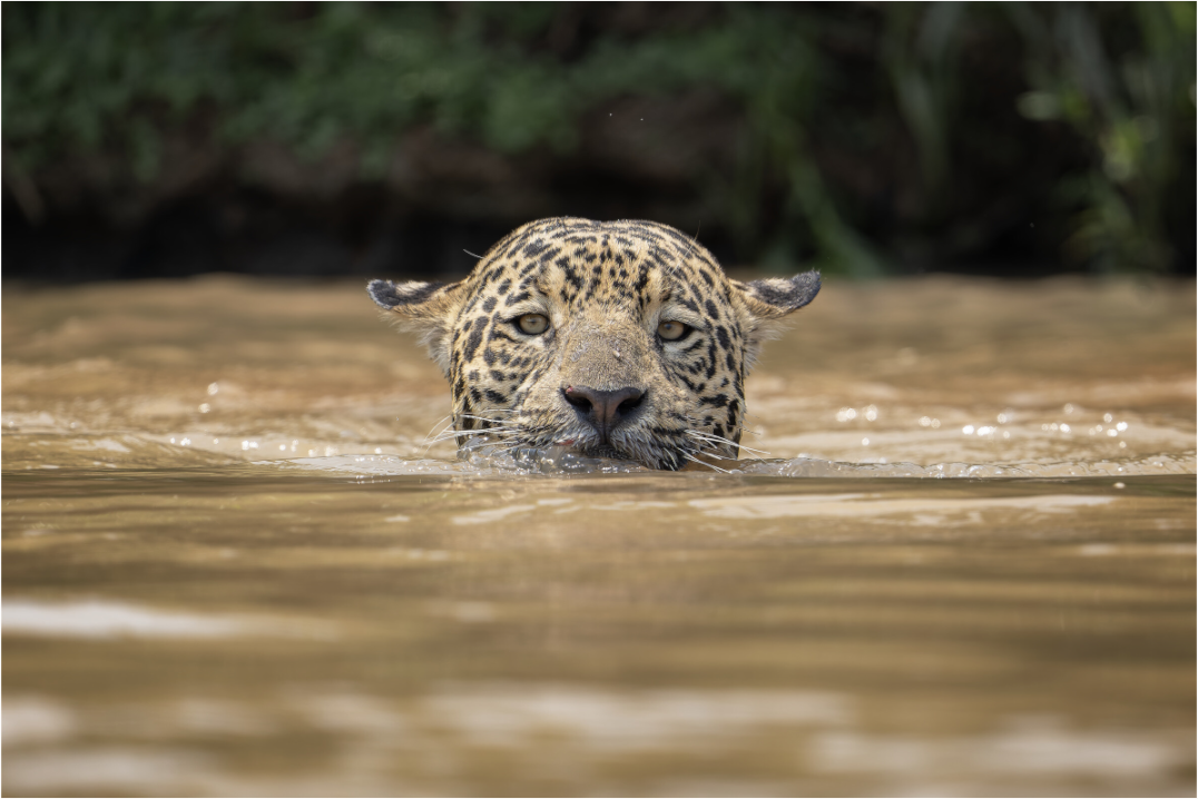 A wild jaguar (Panthera onca) swims across the murky waters of the Pantanal, Brazil