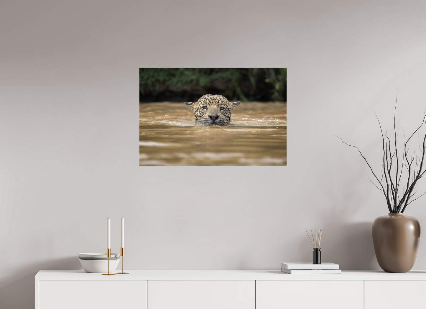 A wild jaguar (Panthera onca) swims across the murky waters of the Pantanal, Brazil