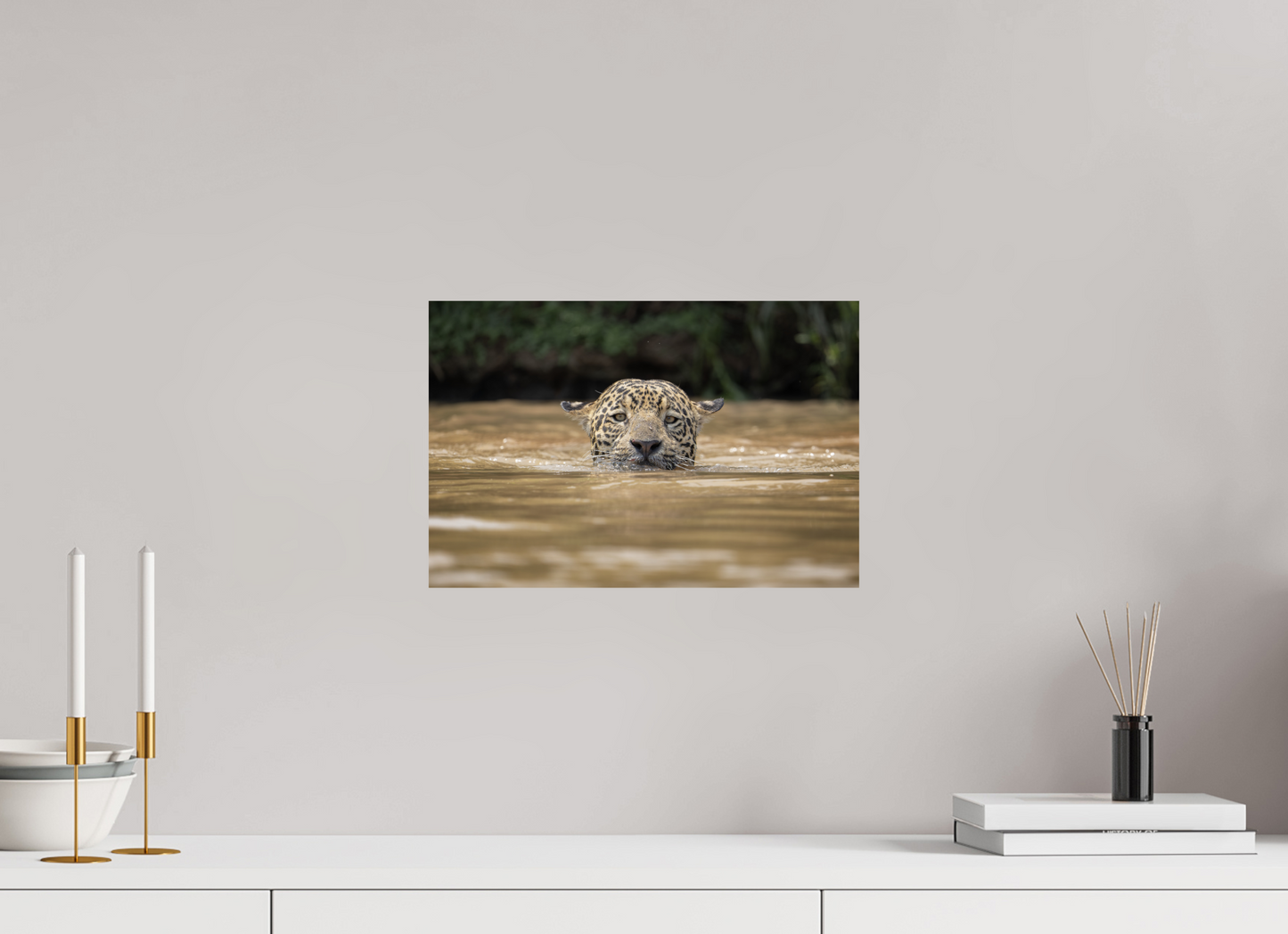 A wild jaguar (Panthera onca) swims across the murky waters of the Pantanal, Brazil