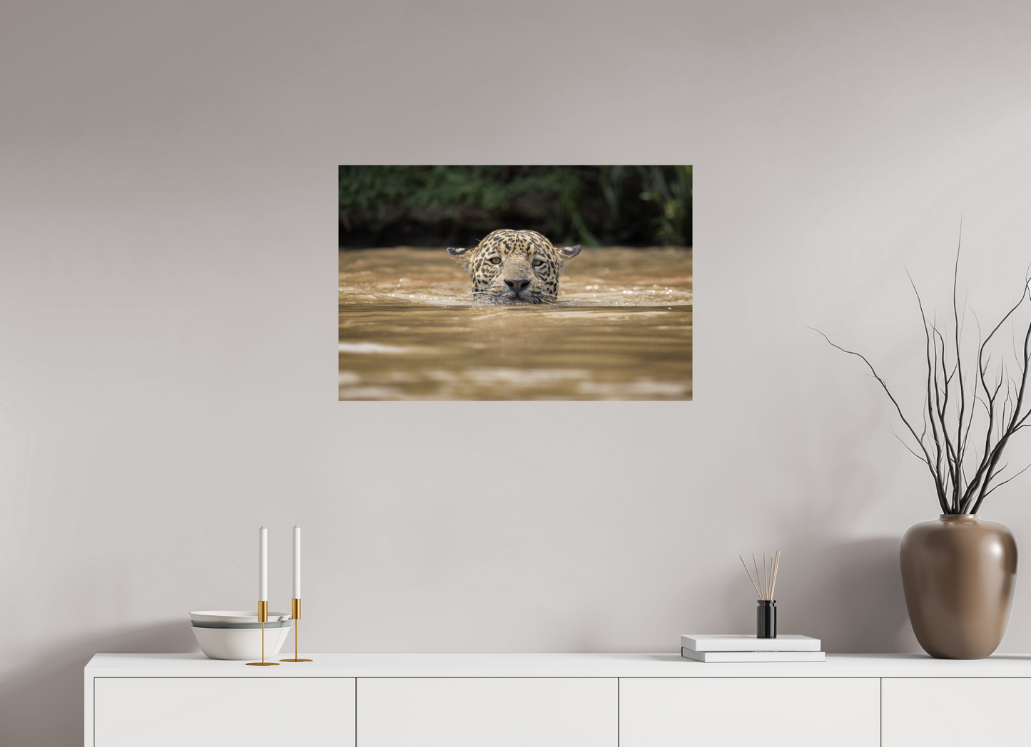 A wild jaguar (Panthera onca) swims across the murky waters of the Pantanal, Brazil