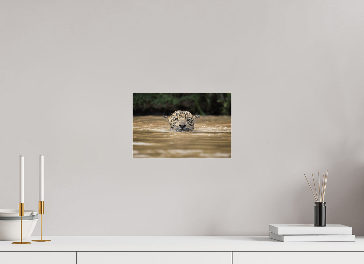 A wild jaguar (Panthera onca) swims across the murky waters of the Pantanal, Brazil
