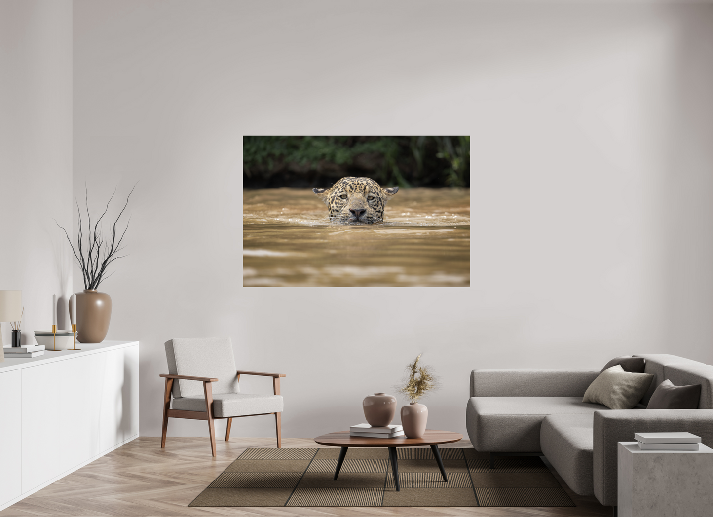 A wild jaguar (Panthera onca) swims across the murky waters of the Pantanal, Brazil