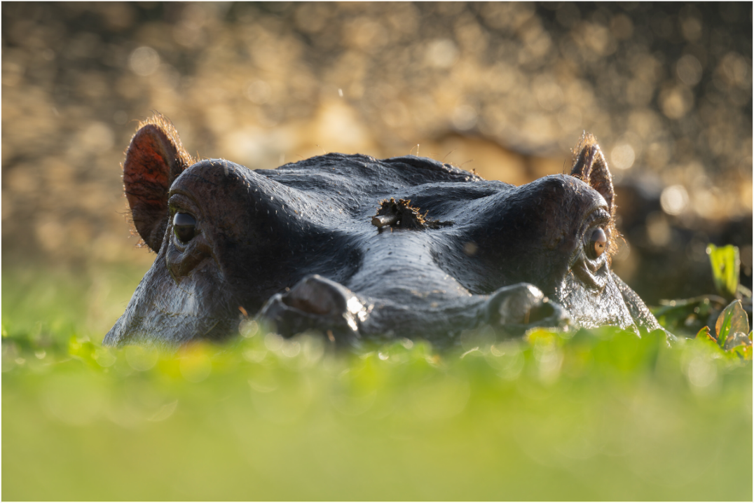 Hippo - Fine Art Photo Print