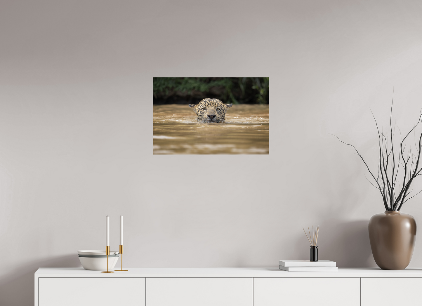 A wild jaguar (Panthera onca) swims across the murky waters of the Pantanal, Brazil
