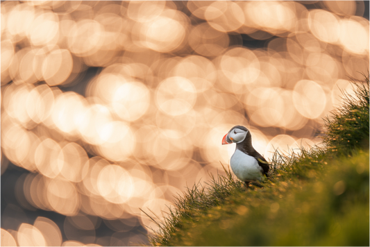 Puffin at Sunset