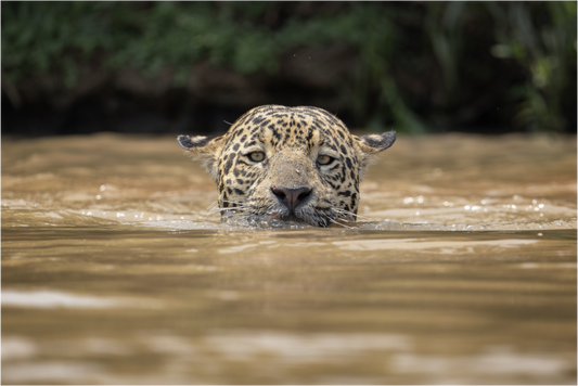 A wild jaguar (Panthera onca) swims across the murky waters of the Pantanal, Brazil