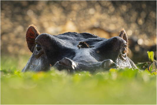 Hippo - Fine Art Photo Print