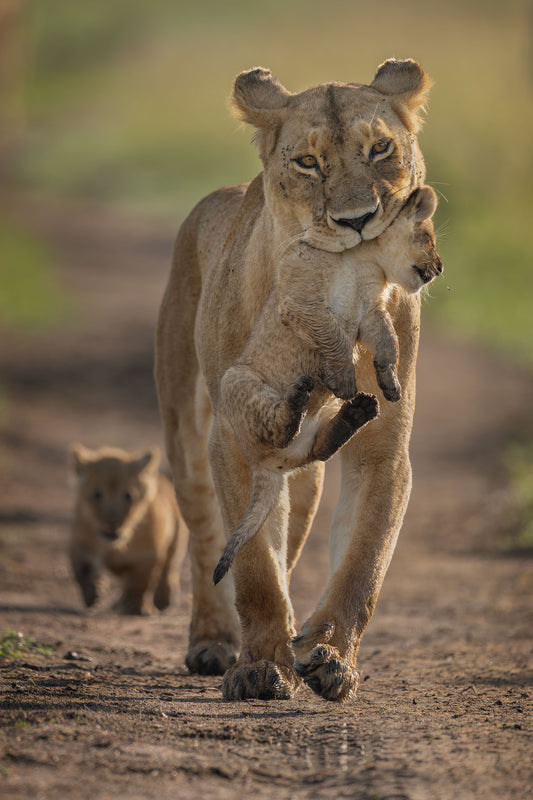 Lioness on the Move – Masai Mara